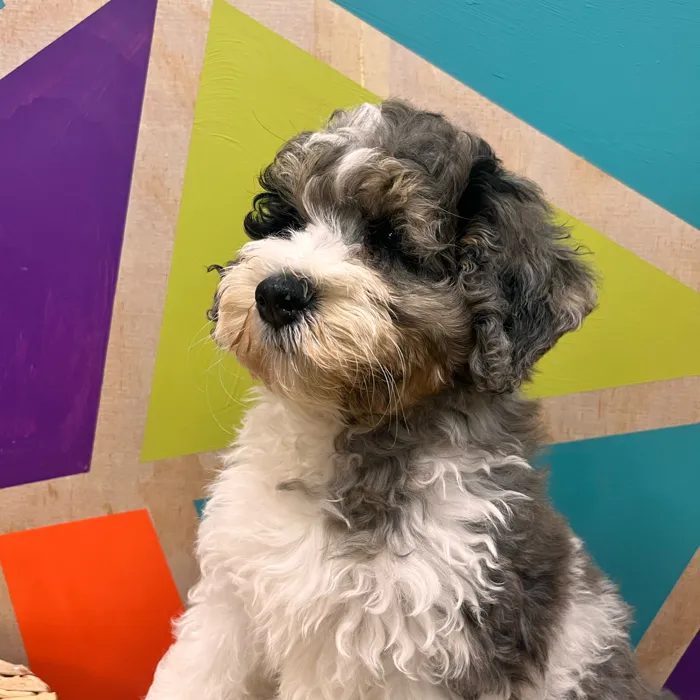 F1b Mini BerneDoodle image