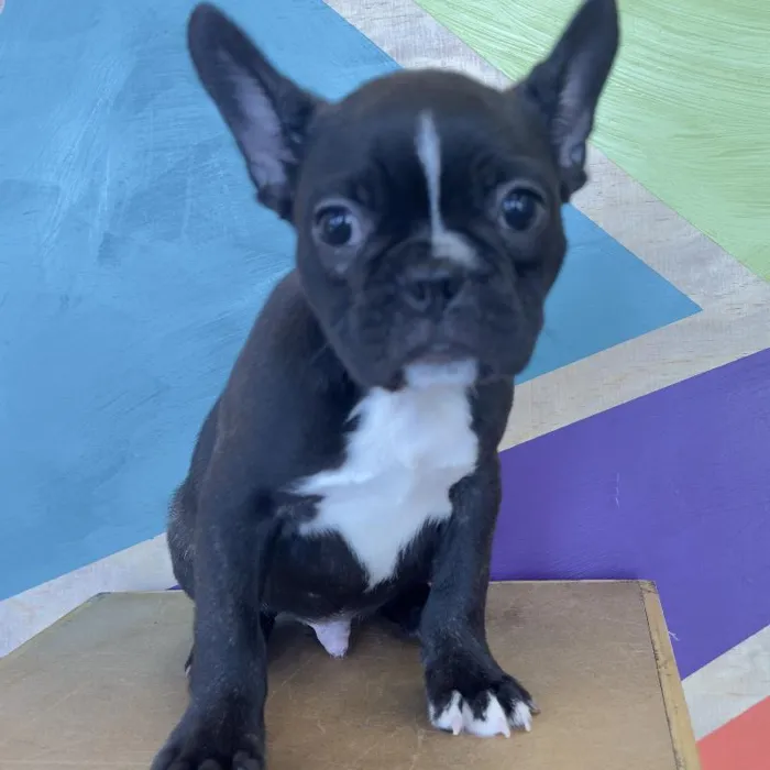 Male Frenchton Puppy for Sale in Rogers, AR