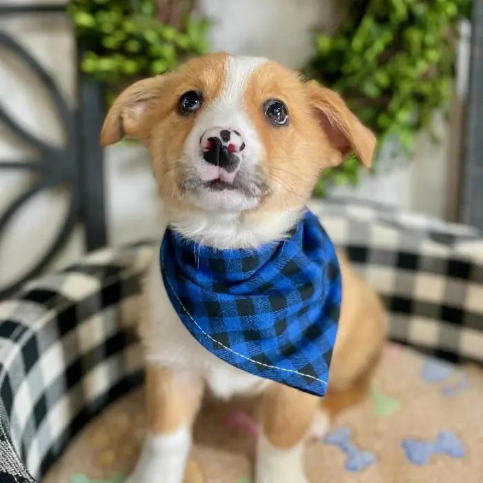 Male Auggie Puppy for sale