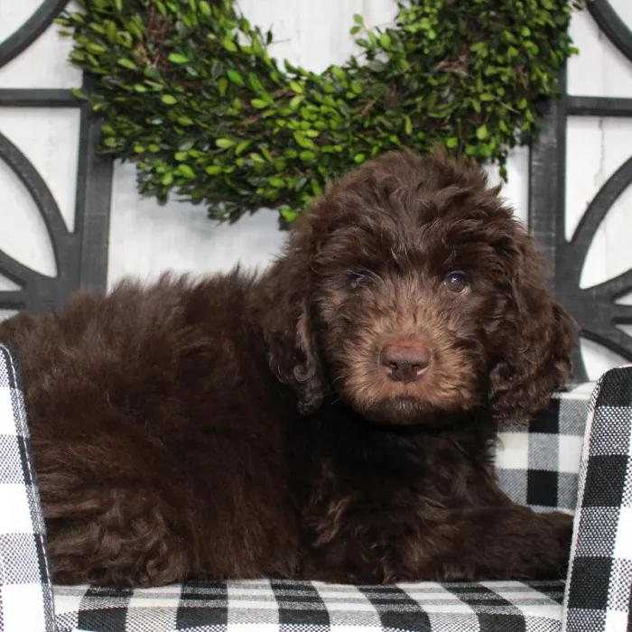 Female Newfoundland-Poodle Puppy for sale