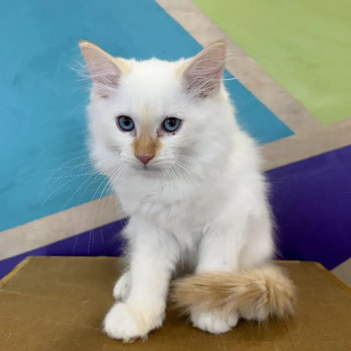 Male Scottish Fold Kitten for Sale in Rogers, AR