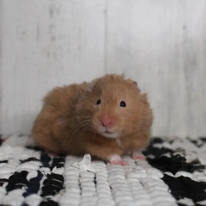 Unknown Teddy Bear Small Animal for sale