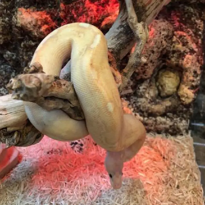 Banana Champagne Ball Python
