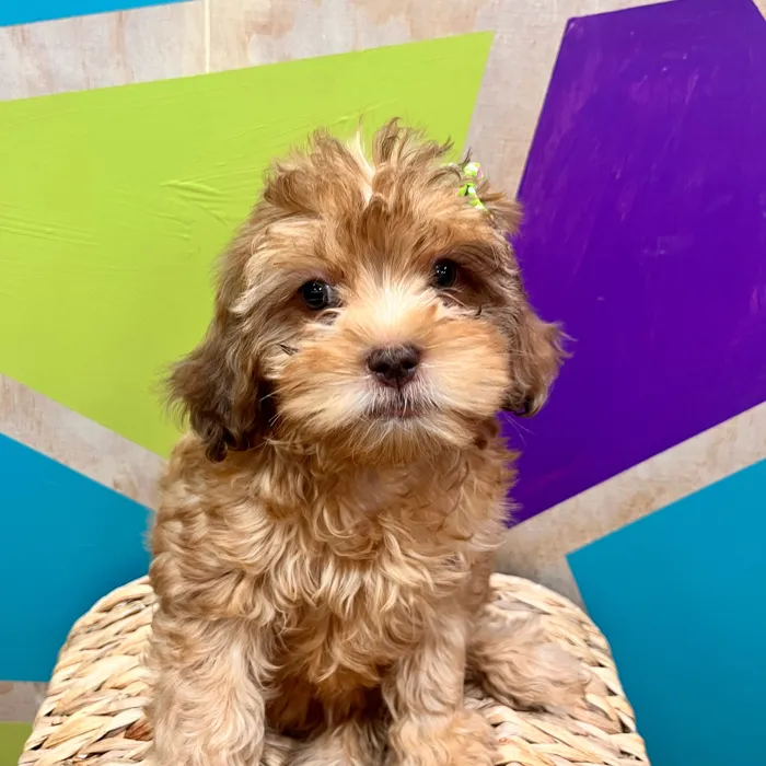 F1B Cavapoo image