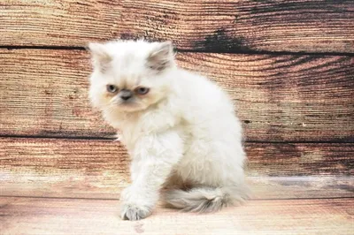 default-pet-img