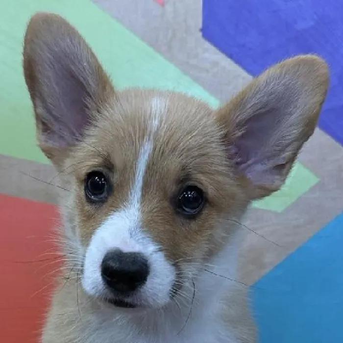 Male Pembroke Welsh Corgi puppy named Carter for sale at Petland Joplin.