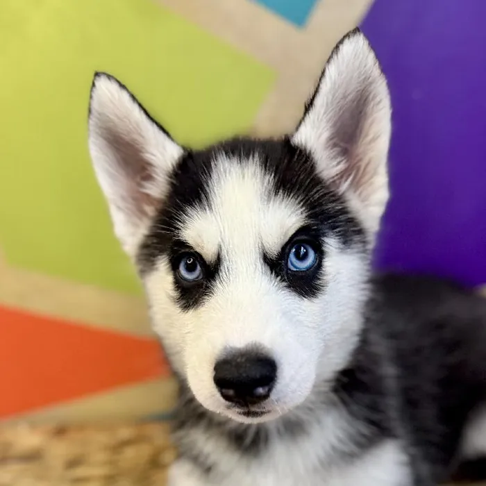 Female Siberian Husky Puppy for Sale in Rogers, AR