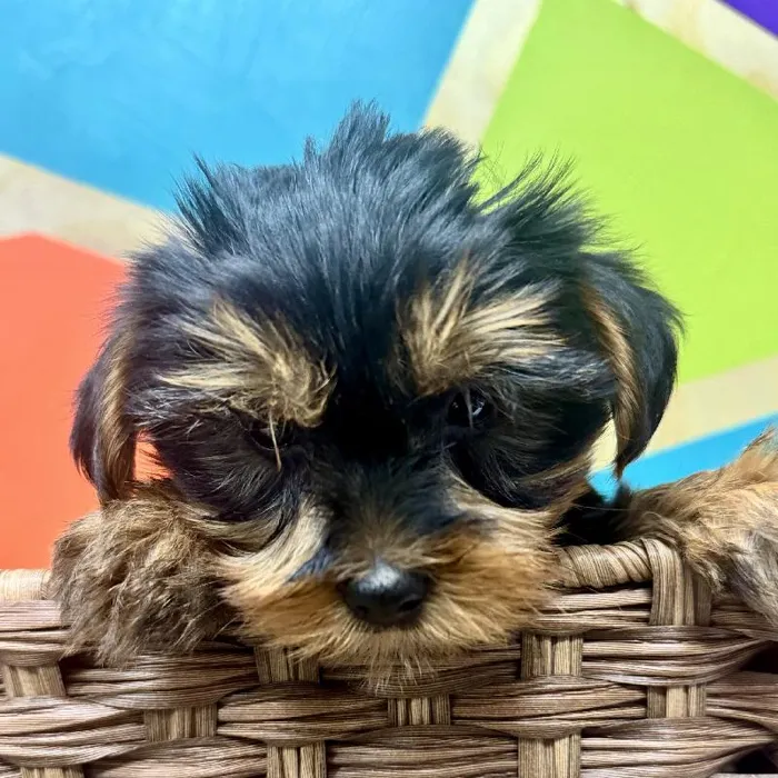 Male Yorkie Puppy for Sale in Rogers, AR