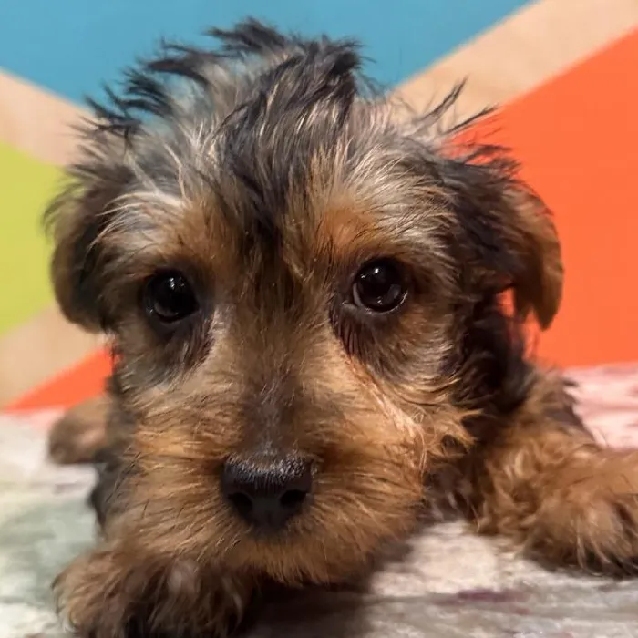 Male Yorkie Puppy for Sale in Rogers, AR