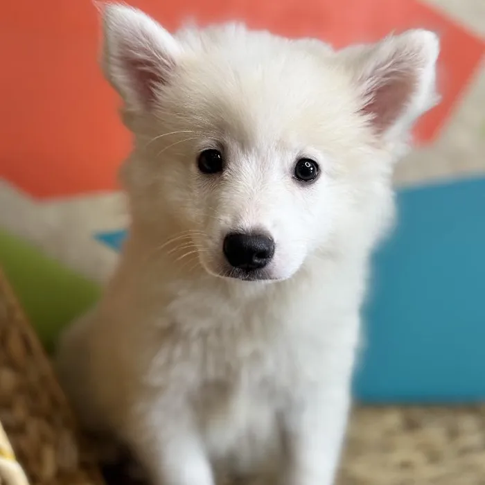 Male American Eskimo Puppy for Sale in Rogers, AR