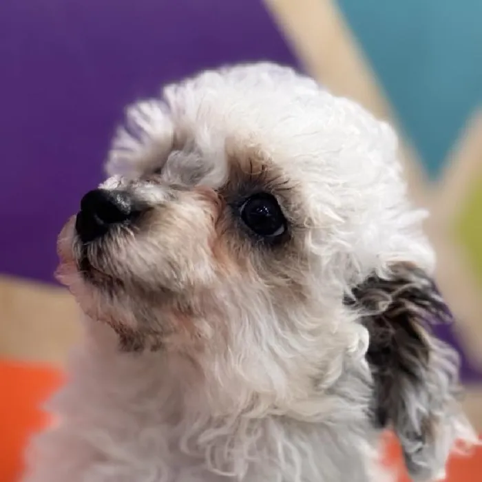 Male Mini Poodle puppy named Woody for sale at Petland Rogers.