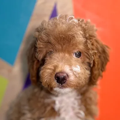 Male Mini Goldendoodle puppy named Patrick for sale at Petland Rogers.