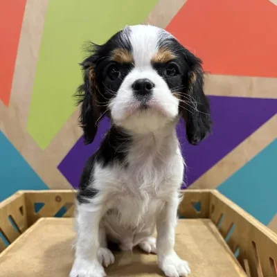 Male Cavalier King Charles Spaniel Puppy for Sale in Joplin, MO