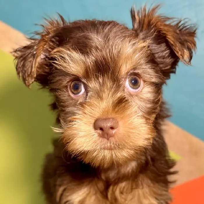 Female Yorkie Puppy for Sale in Rogers, AR