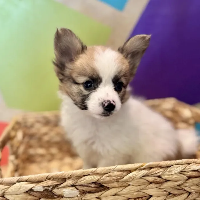 Male Papillon Puppy for Sale in Rogers, AR
