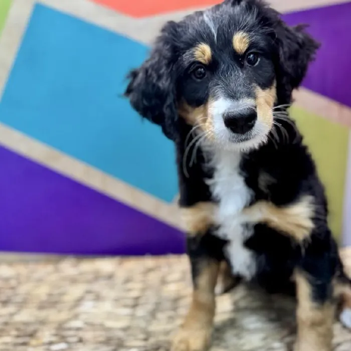 Female Mini Bernedoodle Puppy for Sale in Rogers, AR