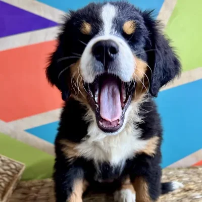 Female Bernese Mountain Dog Puppy for Sale in Rogers, AR