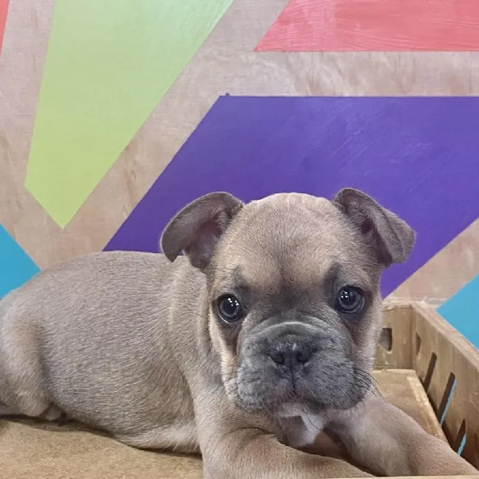 Male French Bulldog puppy named John for sale at Petland Rogers.
