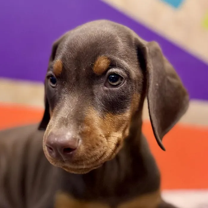 Female Doberman Pinscher puppy named Virgina for sale at Petland Rogers.