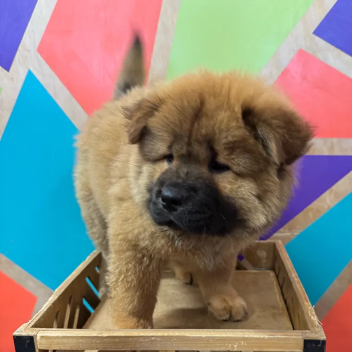 Female Chow Chow puppy named Charlie for sale at Petland Joplin.