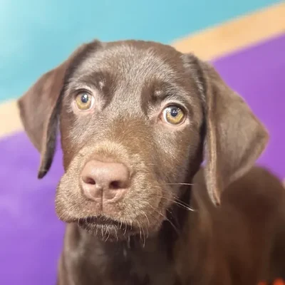 Female Labrador Retriever Puppy for Sale in Rogers, AR
