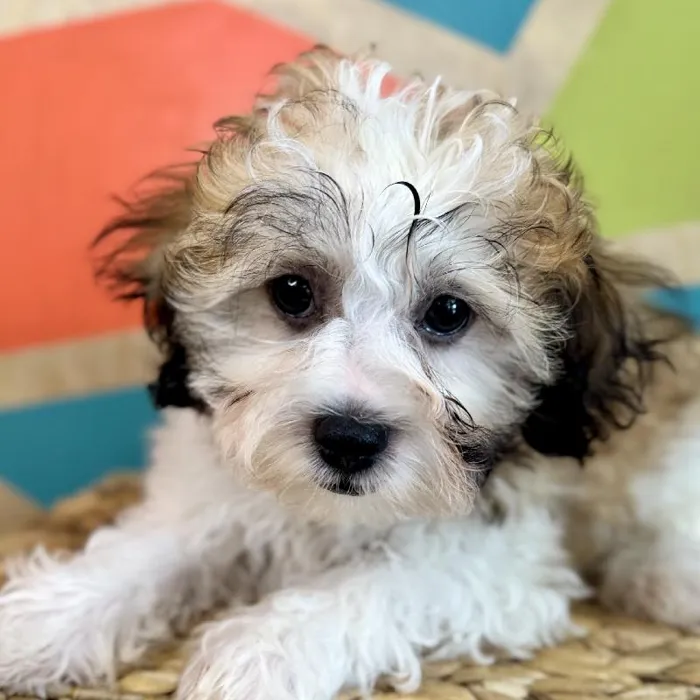 Male Teddy Bear Puppy for Sale in Fayetteville, AR