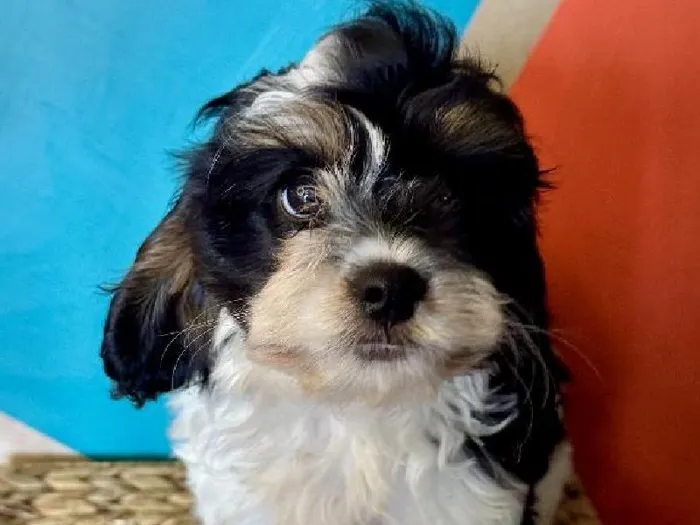 Male Cavapoo Puppy for Sale in Rogers, AR