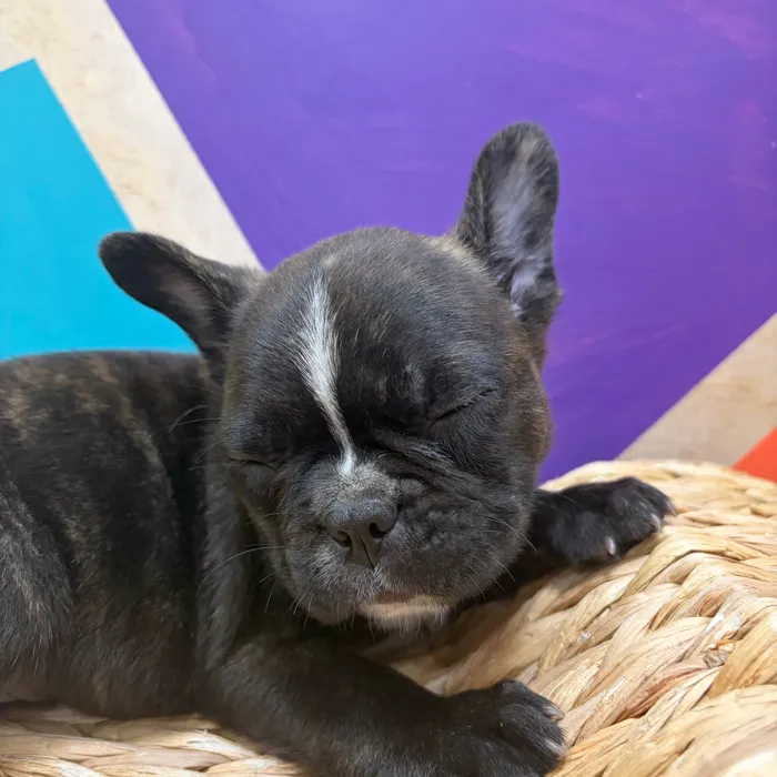 Male Frenchton puppy named Doyle for sale at Petland Wichita West.