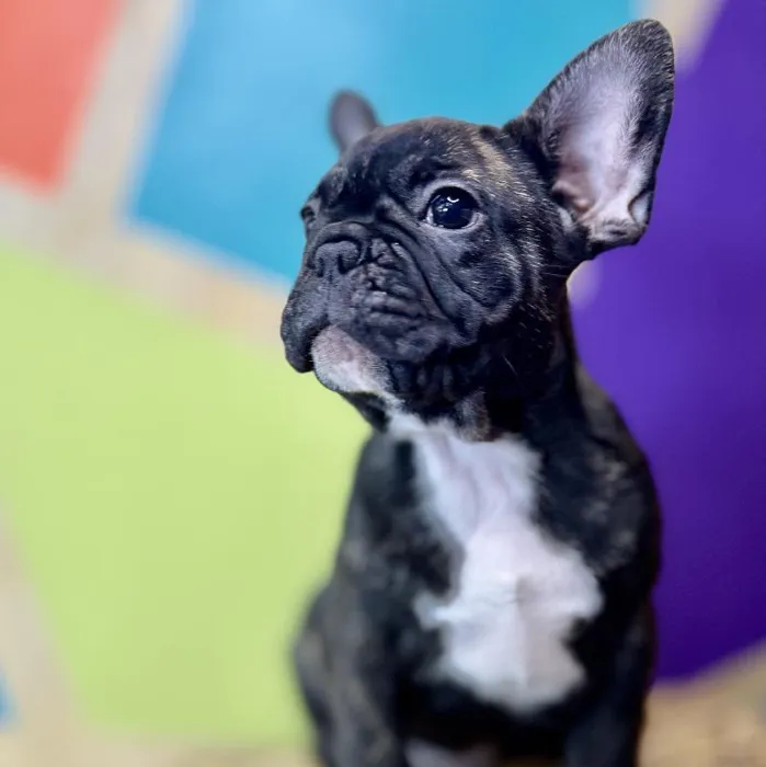 Male French Bulldog Puppy for Sale in Rogers, AR