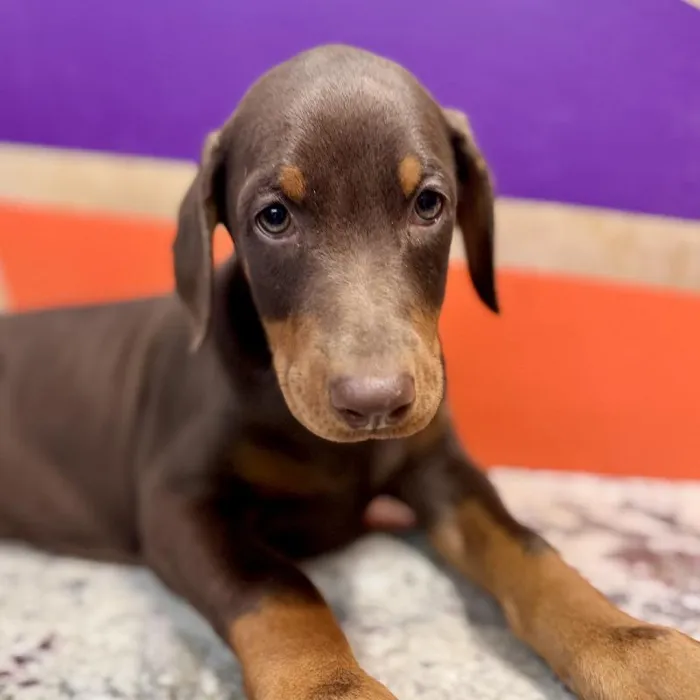 Female Doberman Pinscher puppy named Tina for sale at Petland Joplin.
