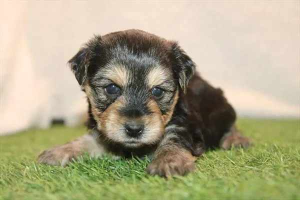 Male Yochon puppy for sale at Petland Wichita West.