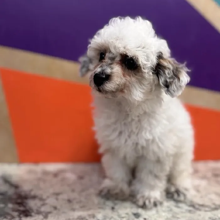 Male Mini Poodle puppy named Woody for sale at Petland Rogers.
