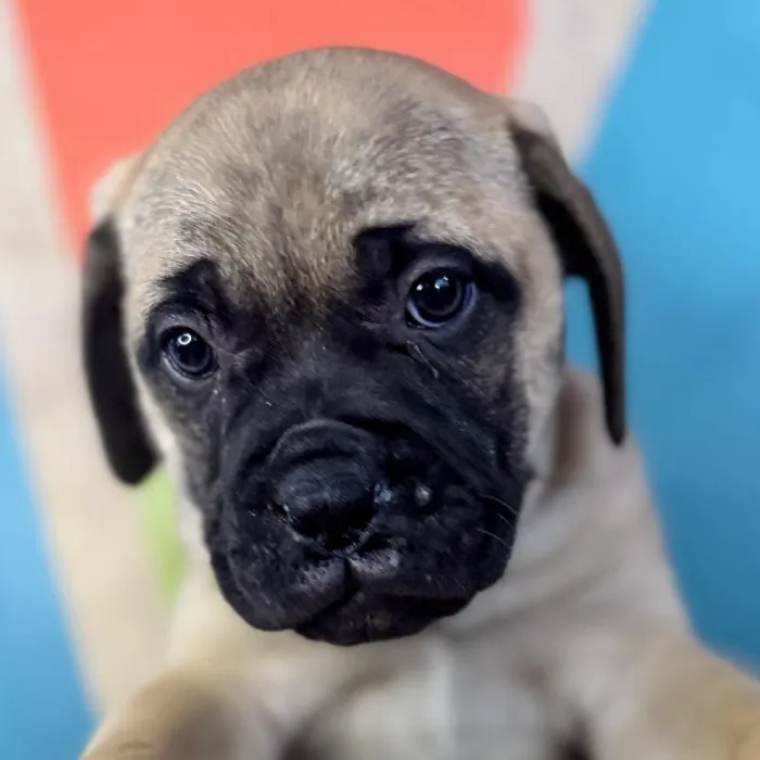 Female Bullmastiff Puppy for Sale in Joplin, MO