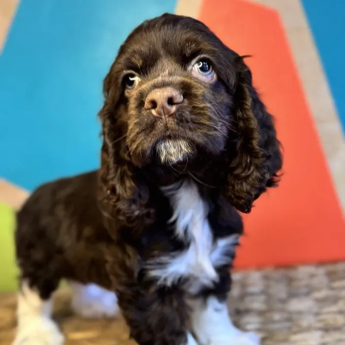 Male Cocker Spaniel Puppy for Sale in Rogers, AR