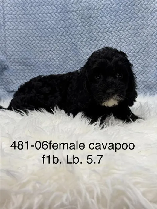 Female Cavapoo puppy named Critter for sale at Petland Wichita West.
