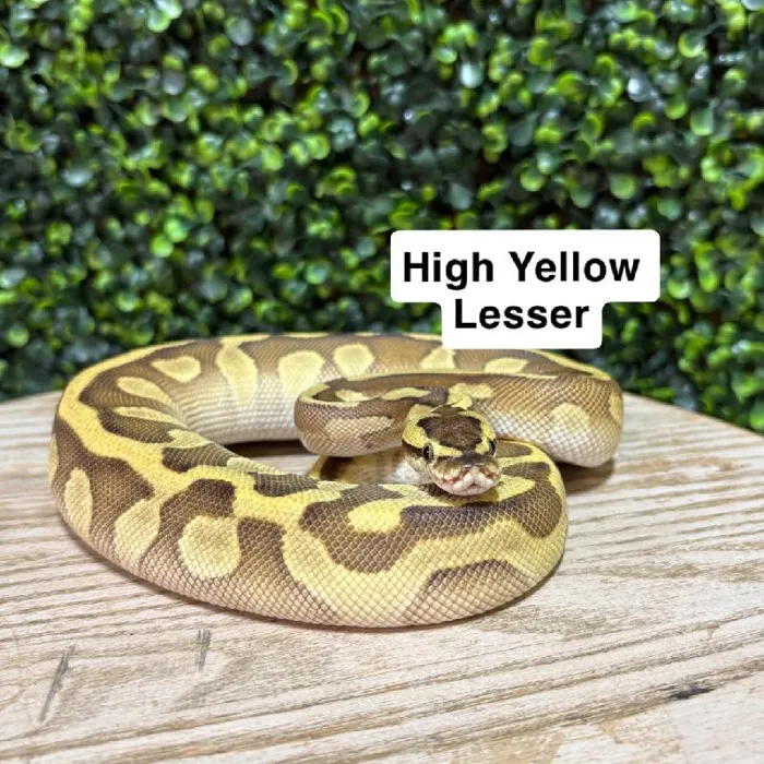 Female Ball Python reptile for sale at Petland Joplin.