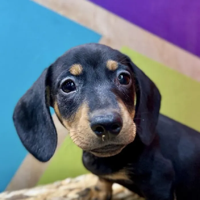 Male Dachshund Puppy for Sale in Rogers, AR