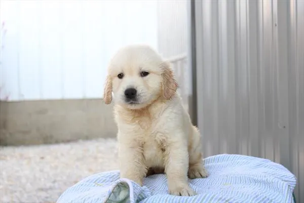 Male Golden Retriever puppy named Graham for sale at Petland Joplin.