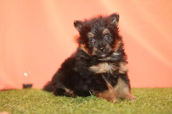Female Pomeranian puppy for sale at Petland Rogers.