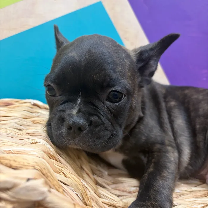 Male Frenchton puppy named Franklin for sale at Petland Wichita West.