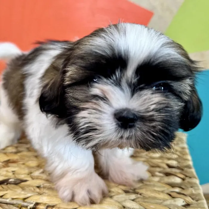 Male Shih Tzu Puppy for Sale in Fayetteville, AR