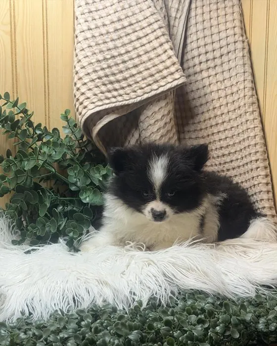 Female Pomeranian puppy for sale at Petland Joplin.