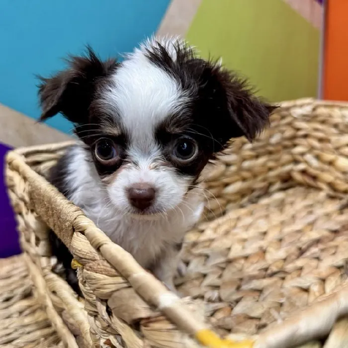 Female Chihuahua Puppy for Sale in Rogers, AR
