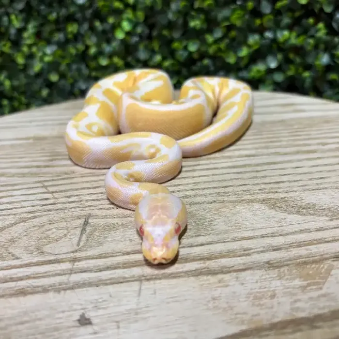 Male Ball Python reptile for sale at Petland Joplin.