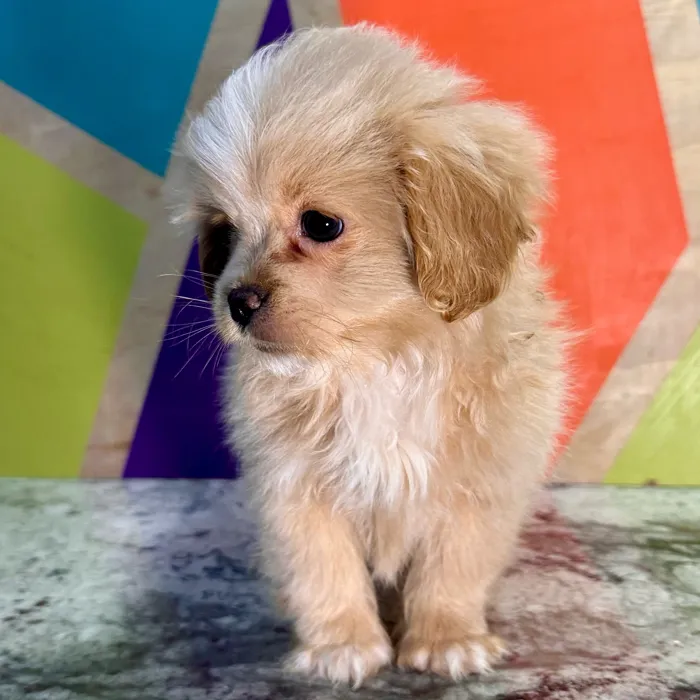 Male Peke-A-Poo puppy named Phil for sale at Petland Rogers.