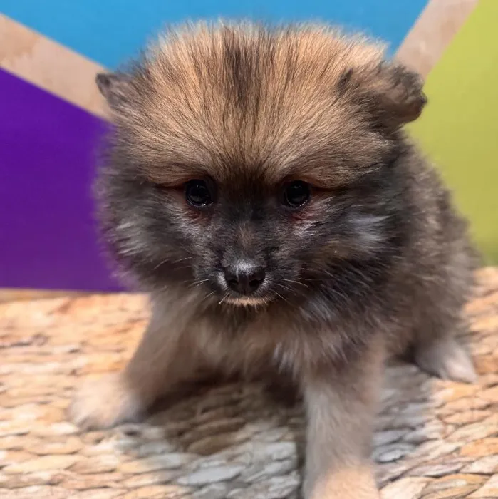 Male Pomeranian Puppy for Sale in Fayetteville, AR