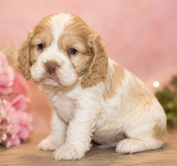 Male Cocker Spaniel puppy for sale at Petland Wichita West.