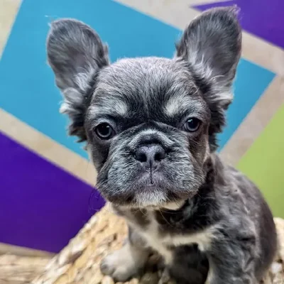 Female French Bulldog Puppy for Sale in Rogers, AR