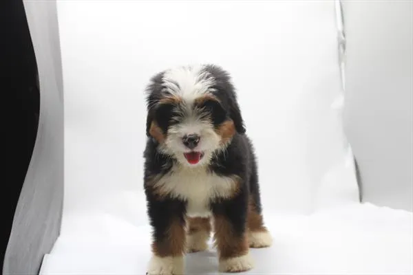 Female Mini Bernedoodle puppy for sale at Petland Rogers.