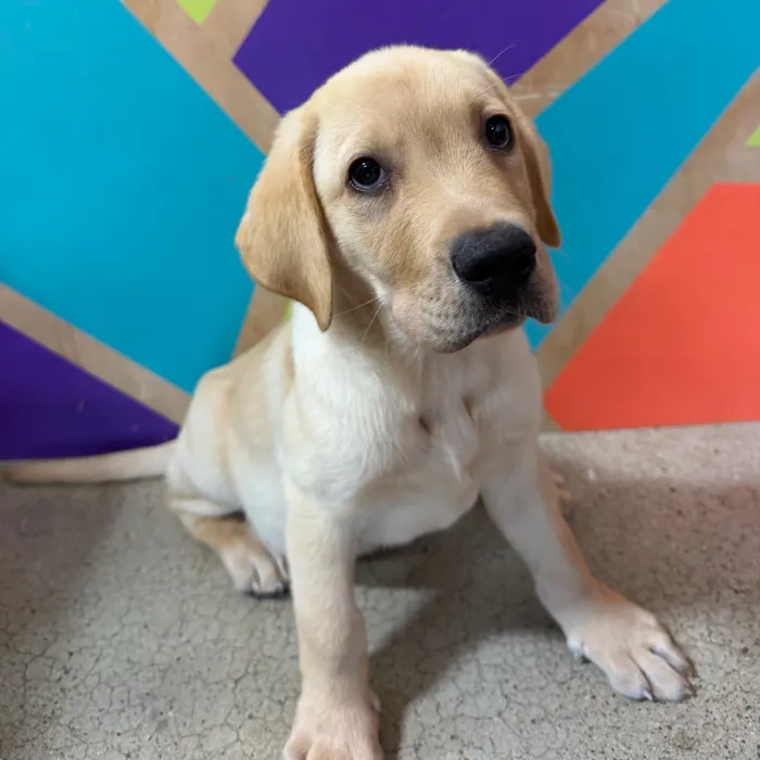 Male Labrador Retriever puppy named Louis for sale at Petland Joplin.
